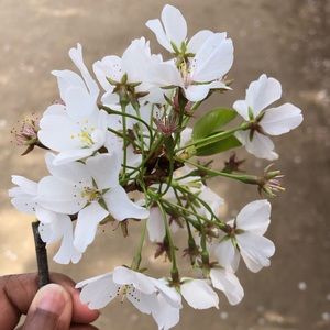 Meet your Posher, Veena